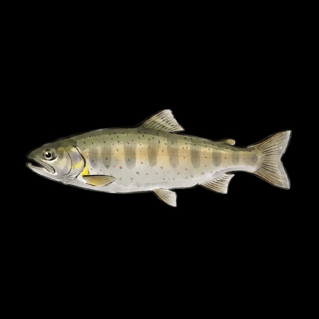 Yamame, cherry trout